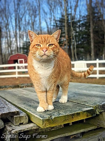 Hunter - The Cat who Thinks he's a Goat