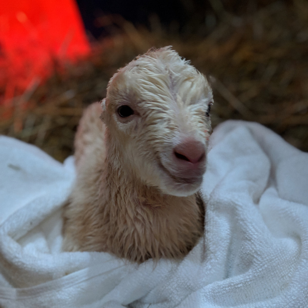 Billy – Syman Says Farms
