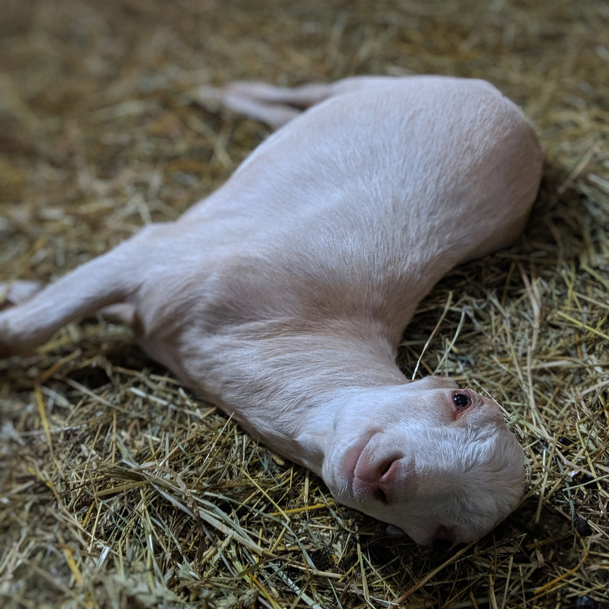 Billy – Syman Says Farms