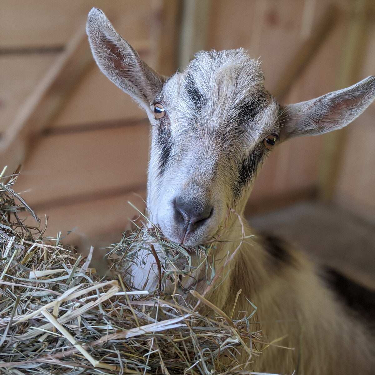 Thunder – Syman Says Farms