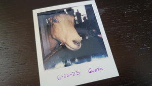 Greta Polaroid