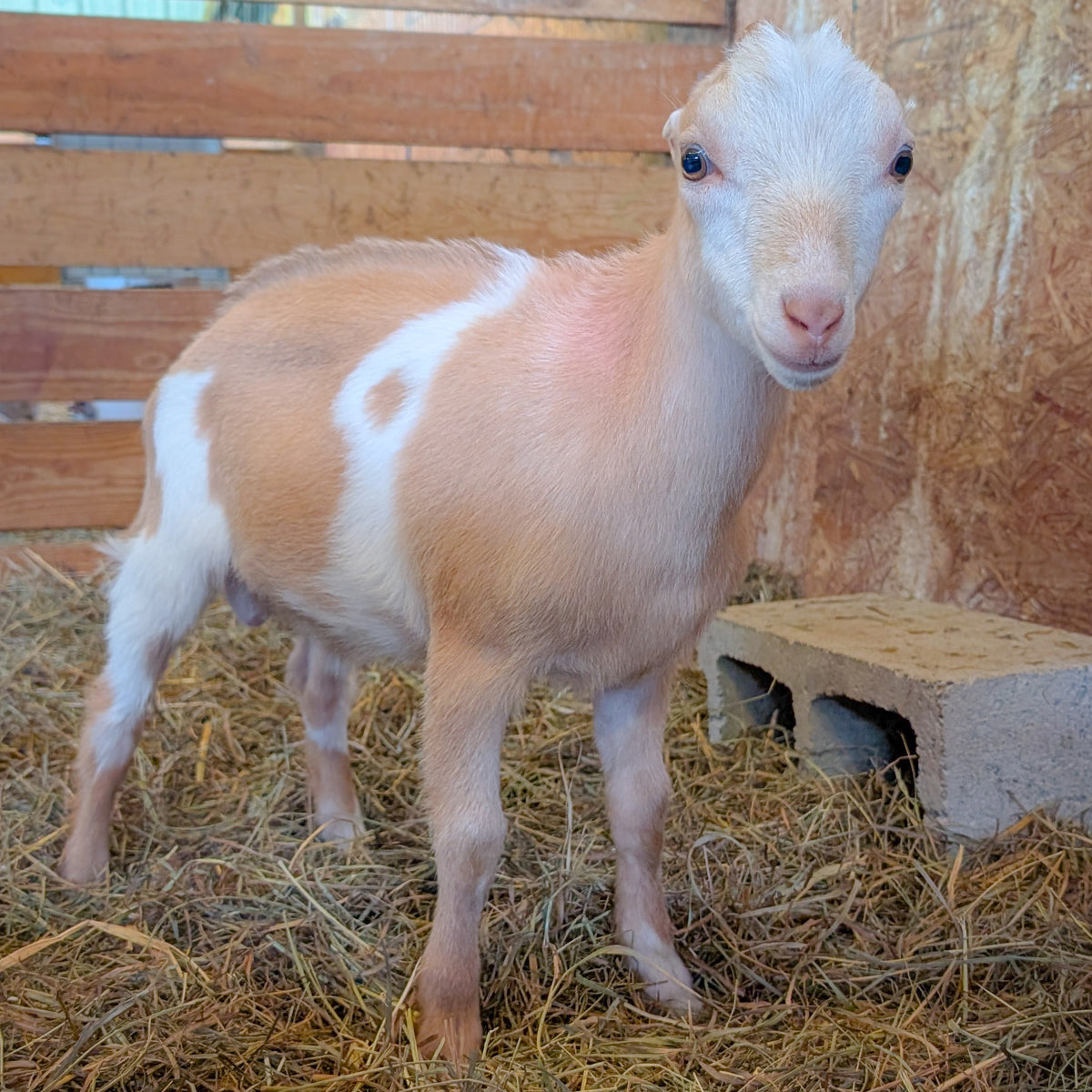 Patron – Syman Says Farms