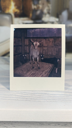 
            
                Load image into Gallery viewer, Dulce On Platform Polaroid 8/2023
            
        