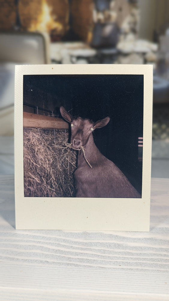 
            
                Load image into Gallery viewer, Dulce Hay Polaroid 8/2023
            
        