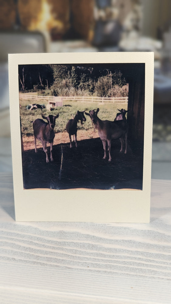 Hop 1 Goats Polaroid 8/2023