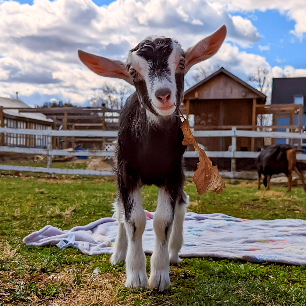 BABY Goat Snuggles | Saturday & Sunday